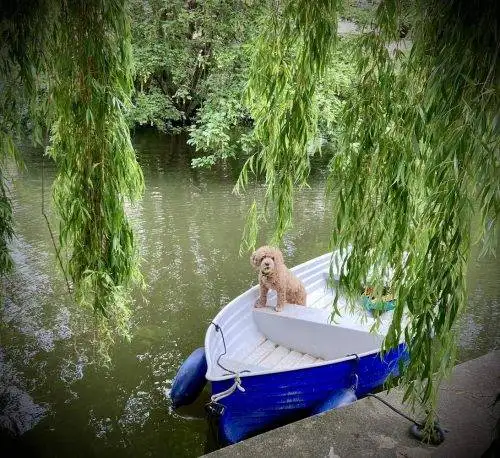9.5ft-boat-in-the-trees