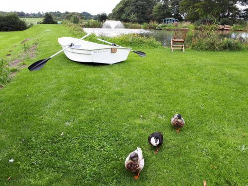 white boat with the ducks